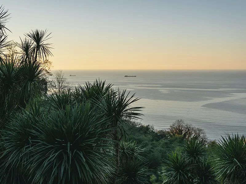Palmen mit Blick auf das Schwarze Meer beim Sonnenuntergang in Batumi